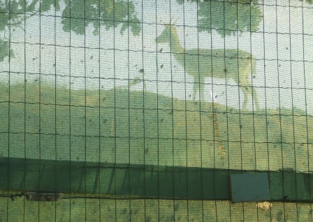 Damherten bij natuurbrug in aanbouw