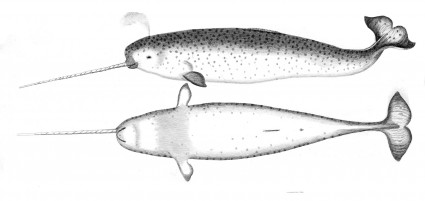 Narwhalsk1